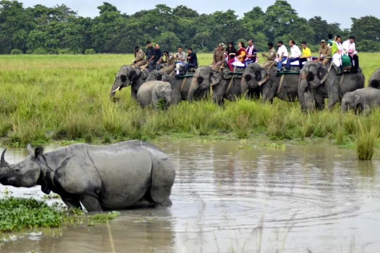 Kaziranga National Park Assam one-horned rhinoceros