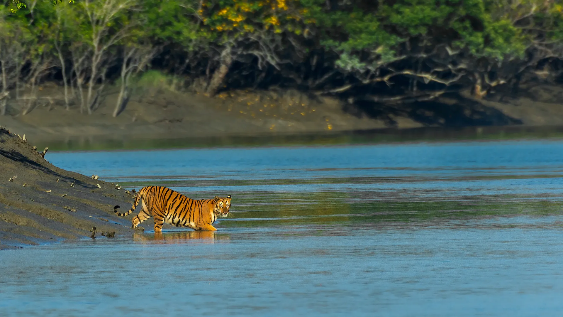 Sundarbans mangrove forest Royal Bengal Tiger boat safari