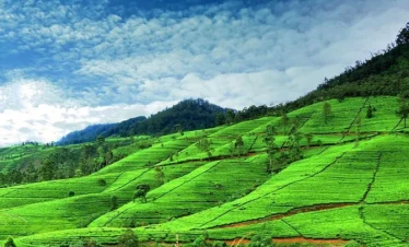 Scenic Sri Lanka Explorer