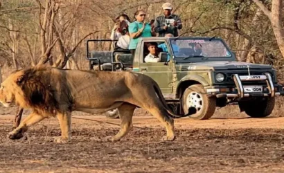 Asiatic lion safari — Gir