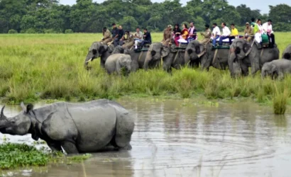 Elephant safari, Kaziranga