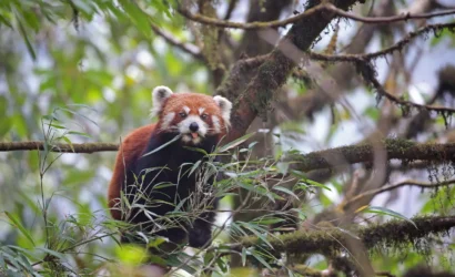 Red panda trek, Singalila Ridge