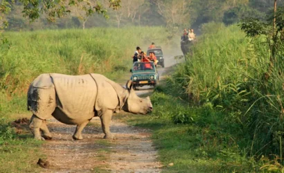Rhino jeep safari, Kaziranga