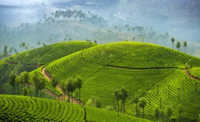 Tea garden visit & hill station