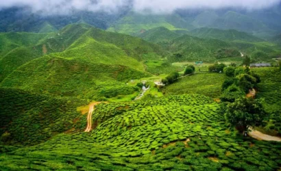 Tea garden walk & tasting