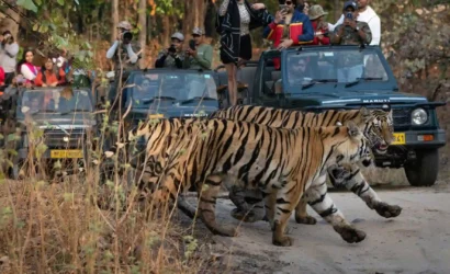 Tiger jeep safari