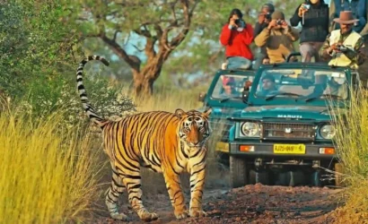 Wildlife safaris in Jim Corbett, Ranthambore, Gir, Kaziranga, Bandhavgarh