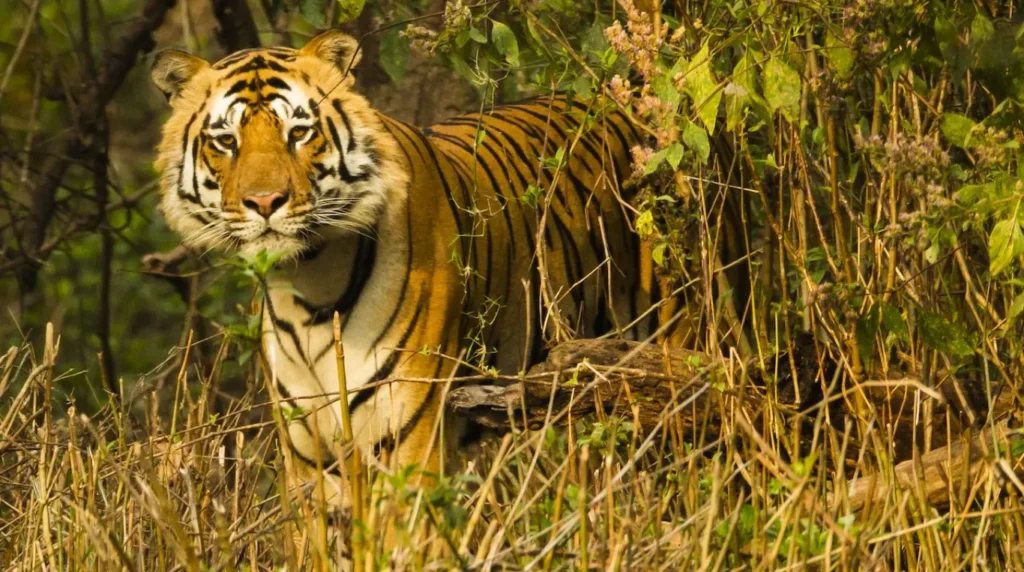 India wildlife safari: the 10-day circuit that covers three of the best tiger reserves 1 India wildlife Safari