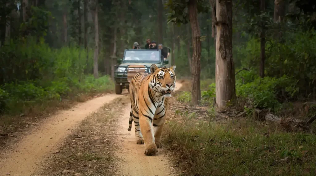 India wildlife safari: the 10-day circuit that covers three of the best tiger reserves 3 India Wildlife Safari: The 10-Day Circuit That Covers Three of the Best Tiger Reserves