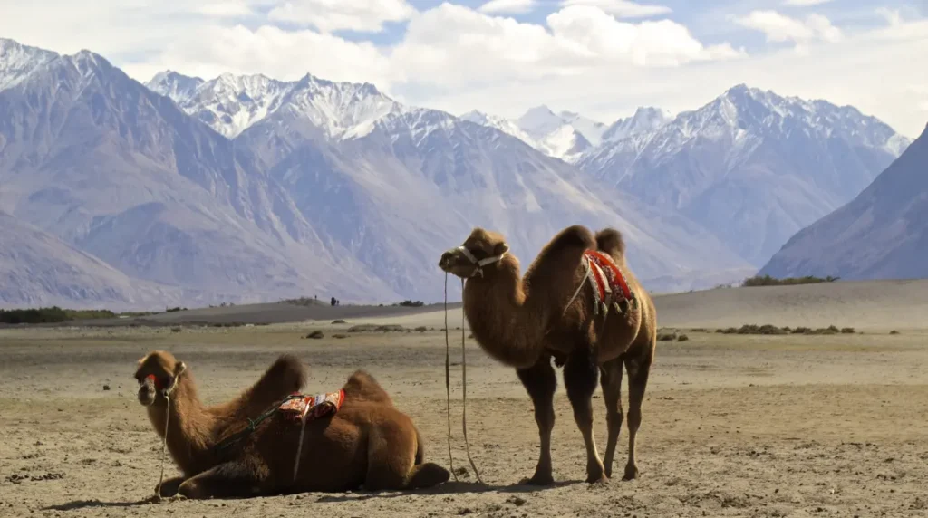 Ladakh road trip guide: the manali–leh route, pangong lake & everything you need to know 3 Ladakh Road Trip Guide: The Manali–Leh Route, Pangong Lake & Everything You Need to Know