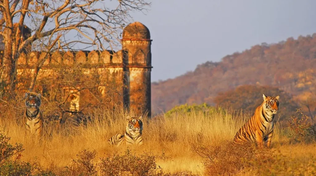 India wildlife safari: the 10-day circuit that covers three of the best tiger reserves 2 India Wildlife Safari: The 10-Day Circuit That Covers Three of the Best Tiger Reserves